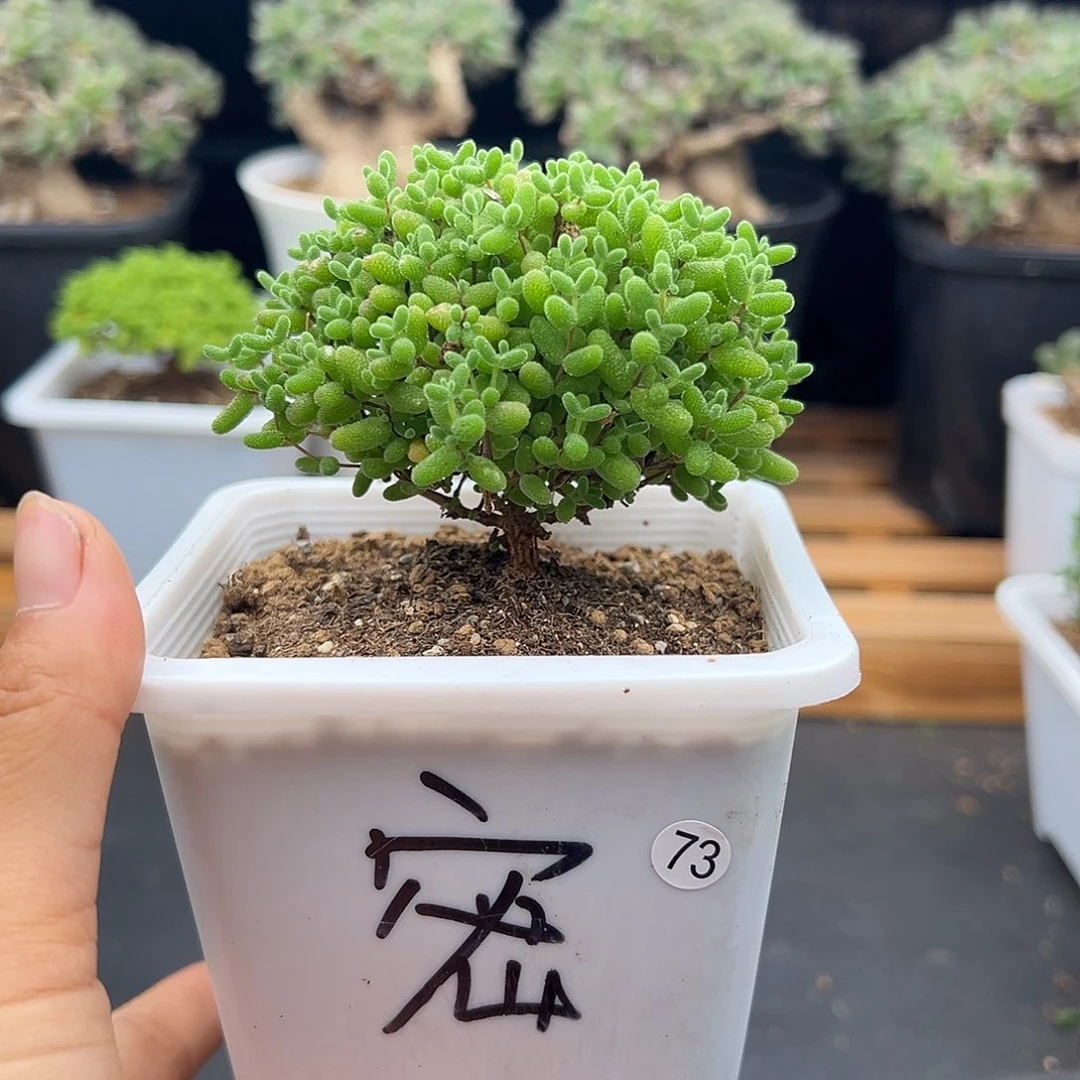 73号密橘糖球6.23多肉