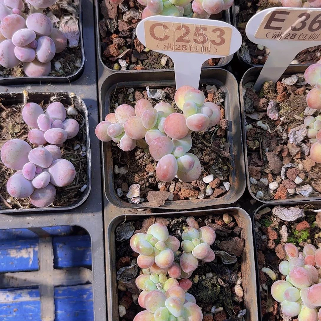 C253苹果奶一物一拍