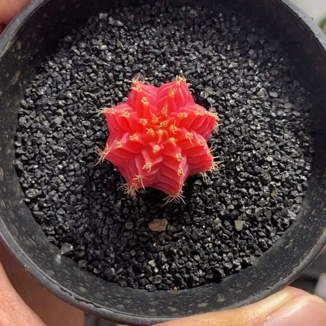 精品米哈—脱土发货28