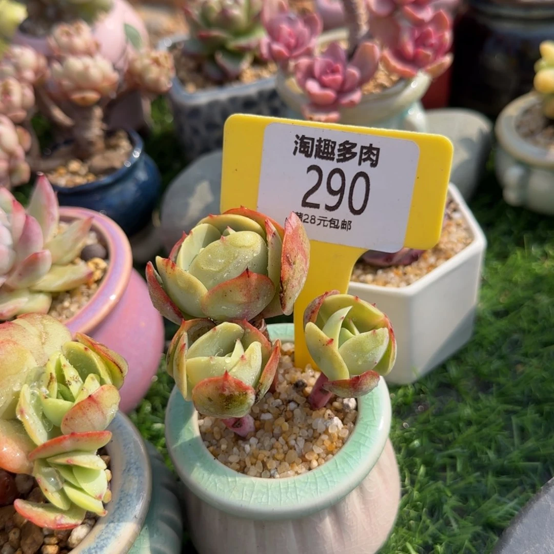 旋**马多肉植物鸡蛋皮桃穷生老庄