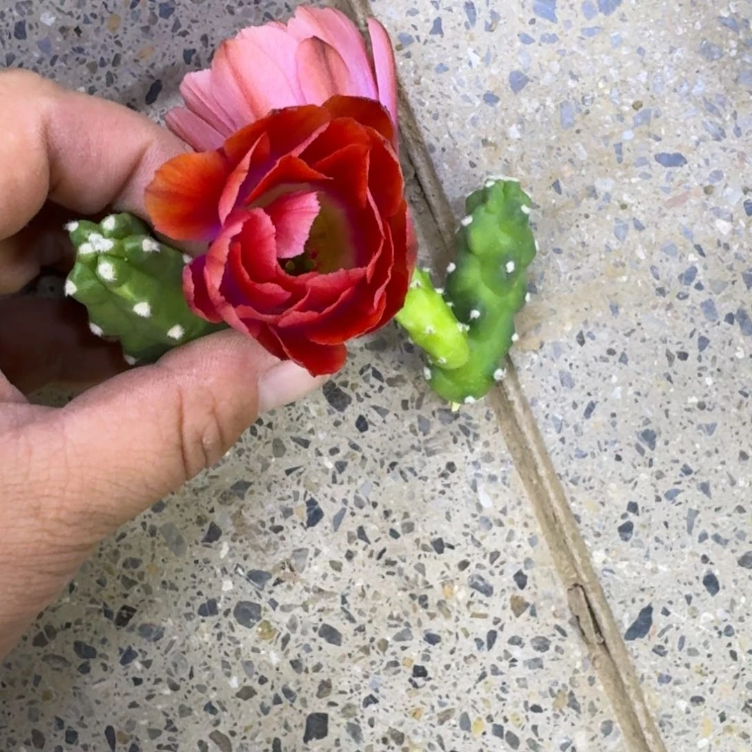 342橘水仙一个无根侧牙小，20包邮