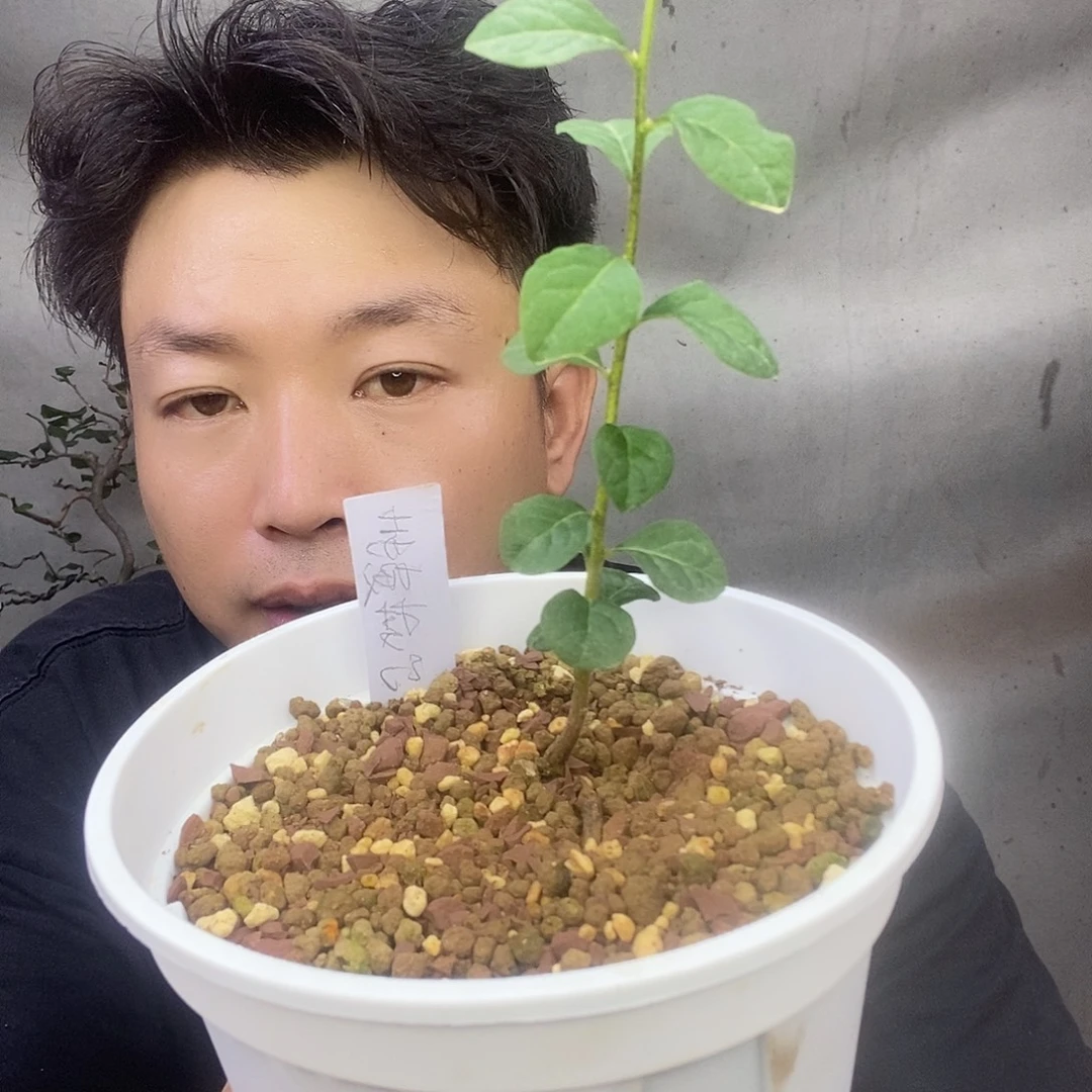无花朵老鸦柿赤诚梦幻