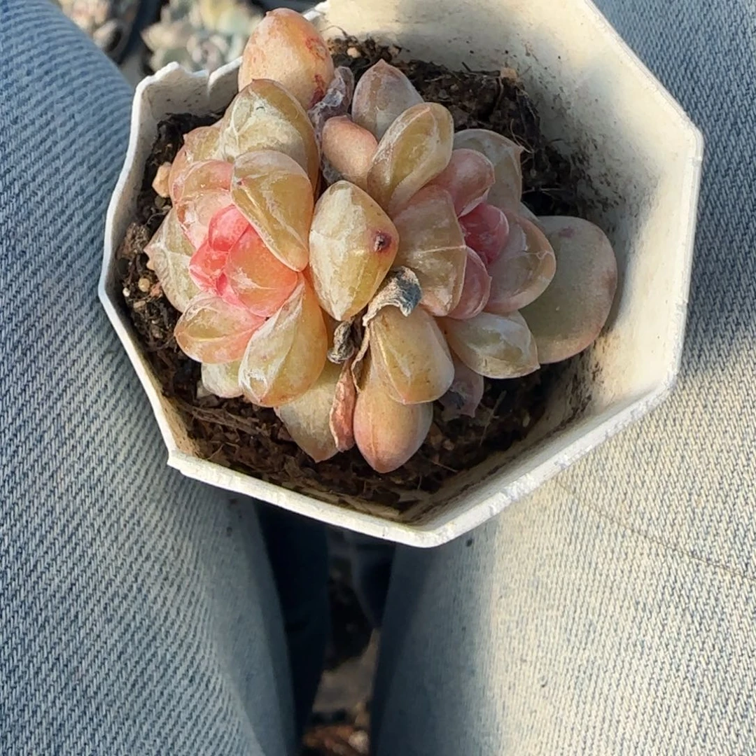 小卡拉米糖心一物一拍