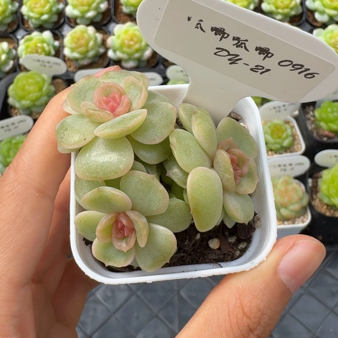 0916-21-彩恋蝴蝶三头