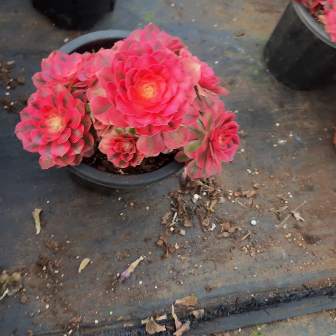 卓***际加保温666多肉法师锦1111