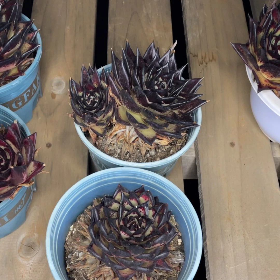 老*头多肉植物，山人园艺