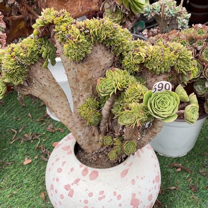 30厘米左右绿羊绒缀化