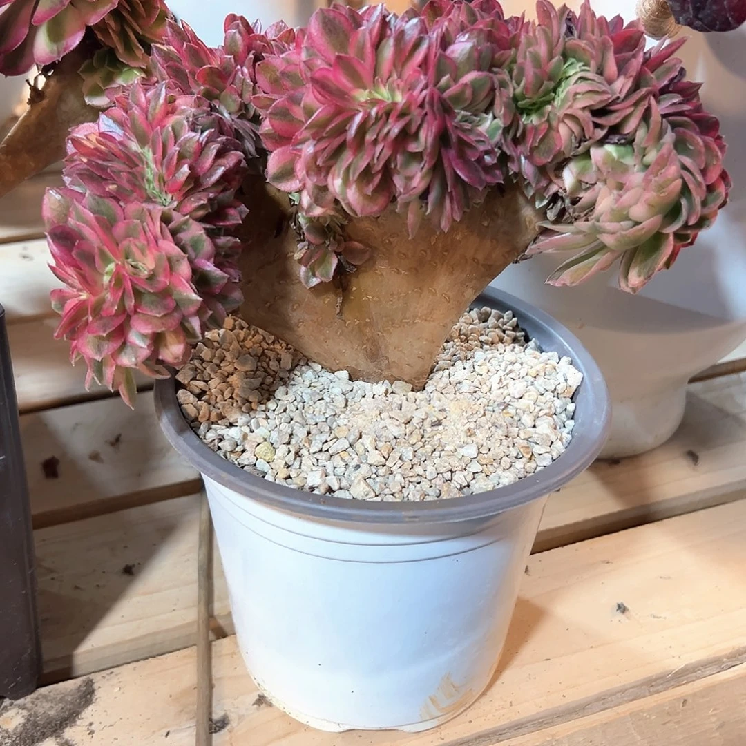 倾城整板老桩厚板