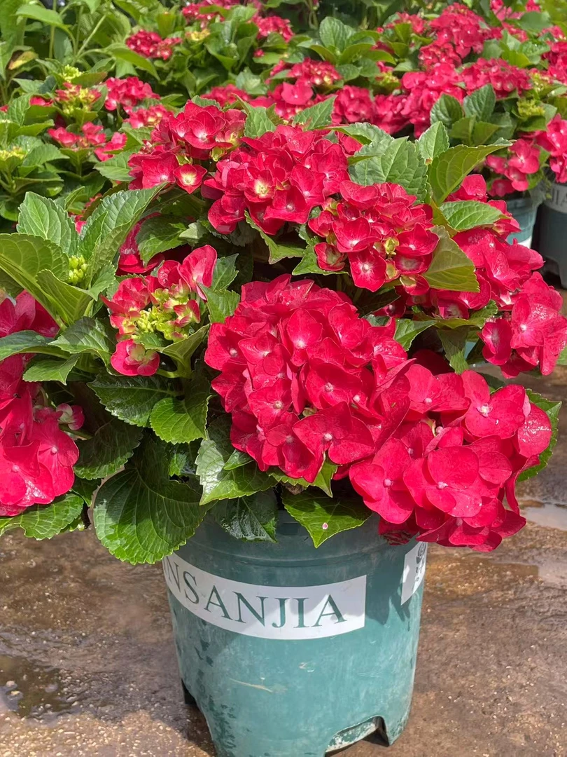 【杜罗】绣球花盆栽庭院阳台新手易养护喜水植物