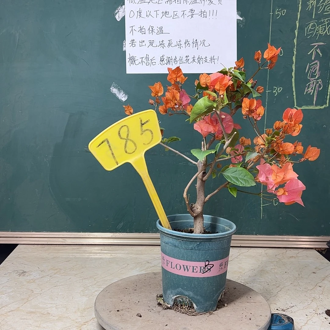 完全开放波伊斯玫瑰 785