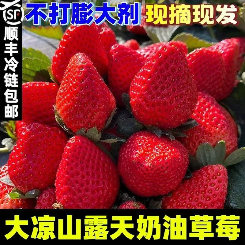 【顺丰包邮】大凉山露天奶油草莓新鲜采摘孕妇当季水果非丹东99草莓