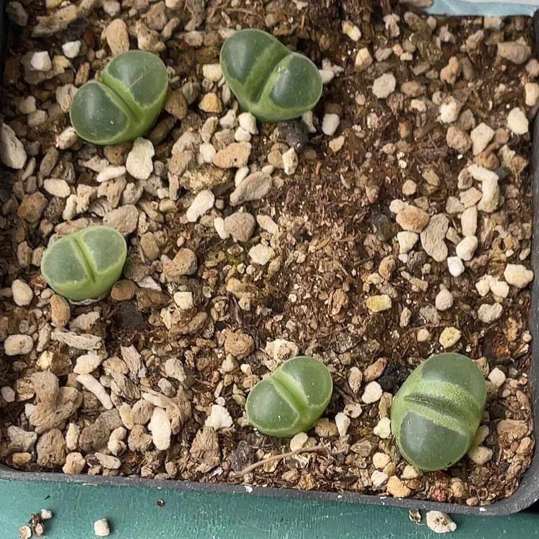 12-117风铃y400多肉植物