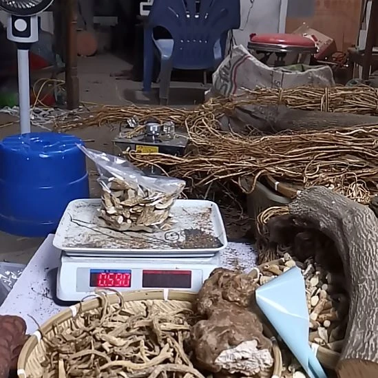 中国大陆牛大力千斤拔组合发货