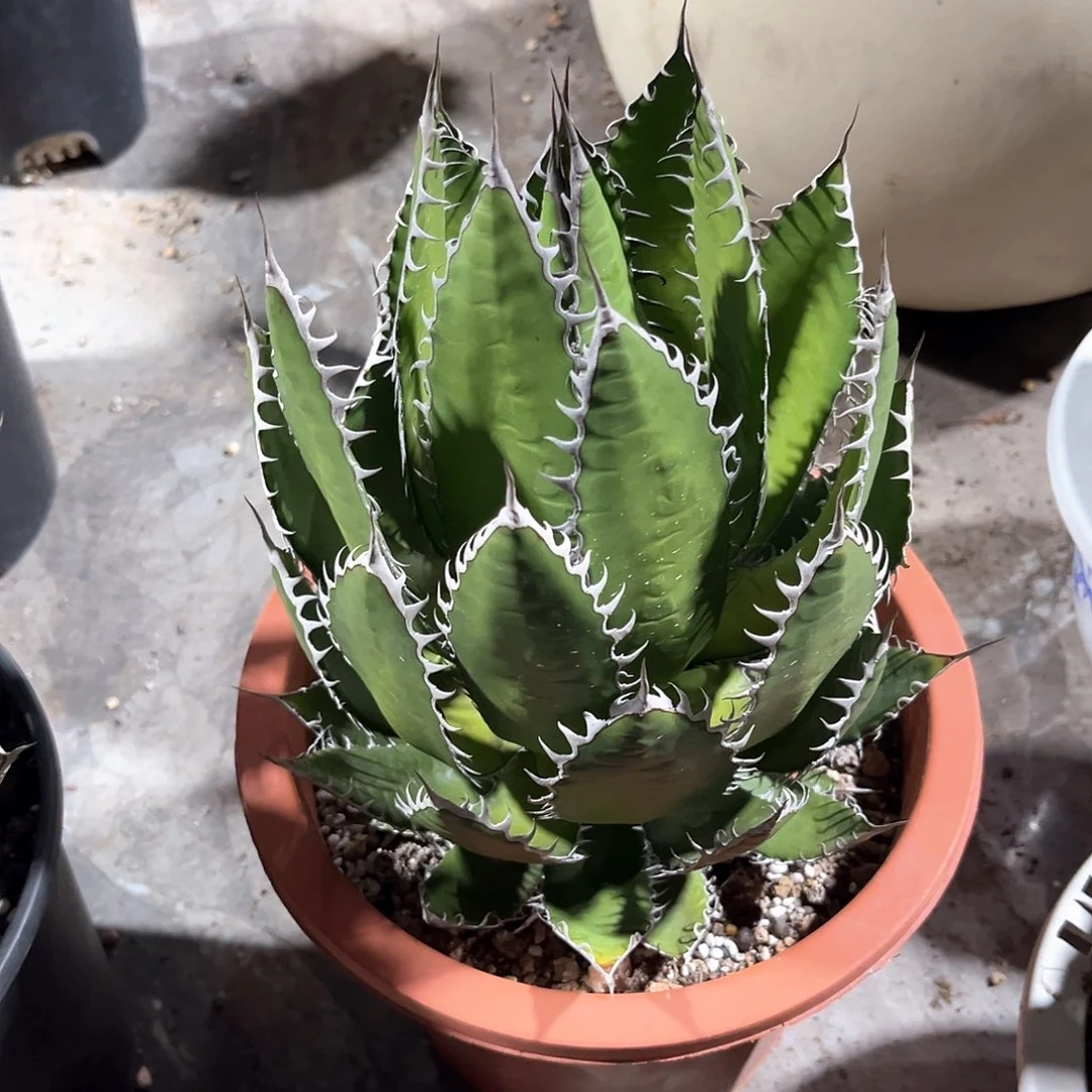 申***吧强密刺霍利达福利