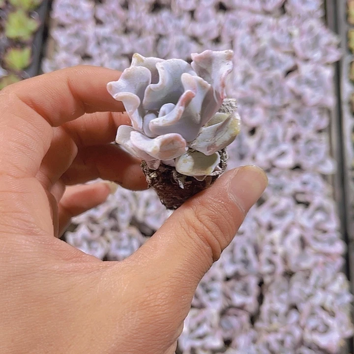 精品白饺子皮多肉植物