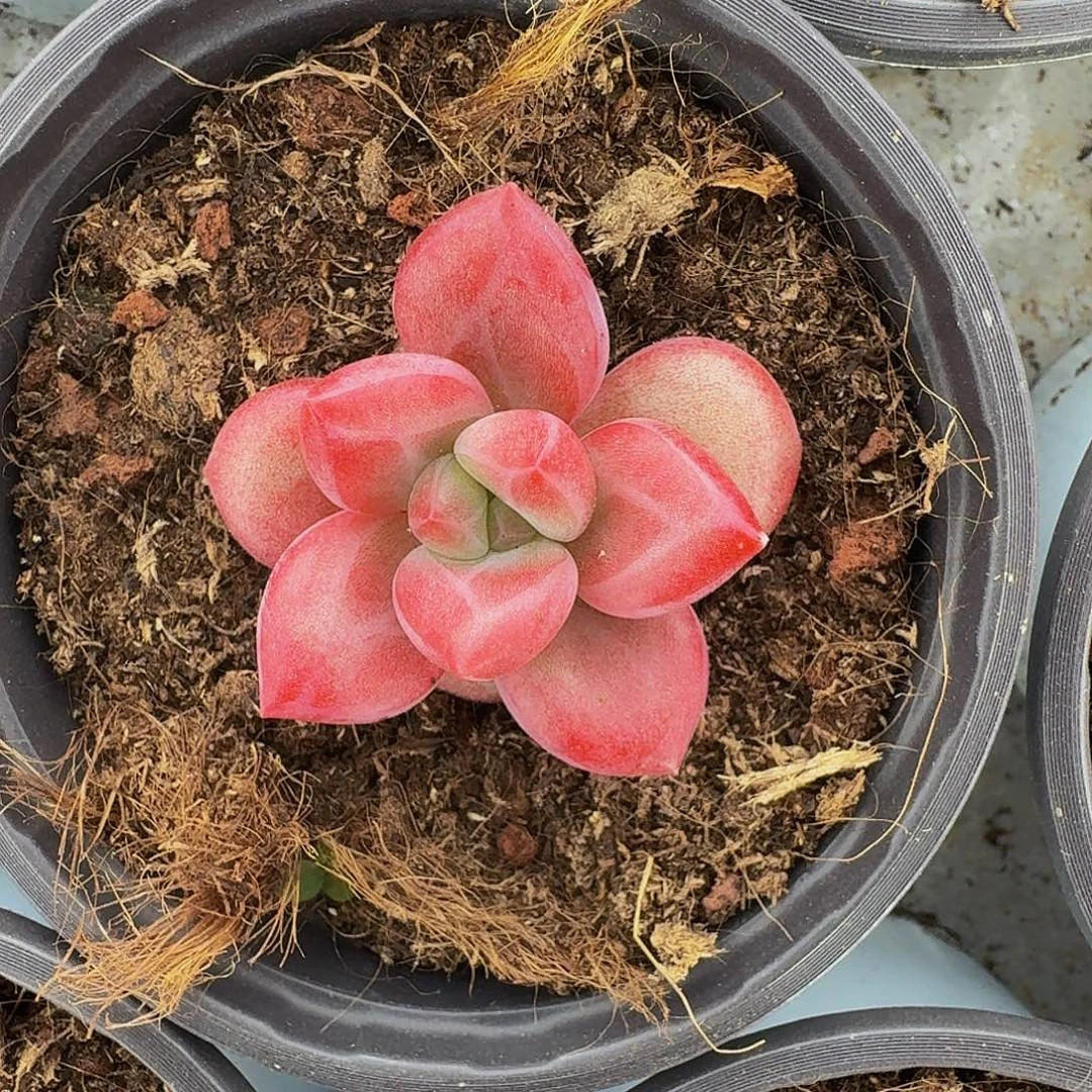 赫菲斯托 单头 一物一拍