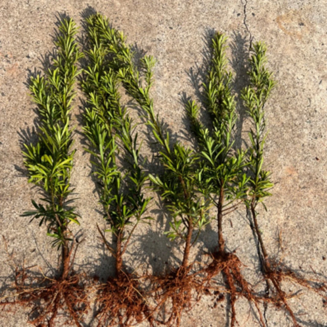 小叶罗汉松苗五棵