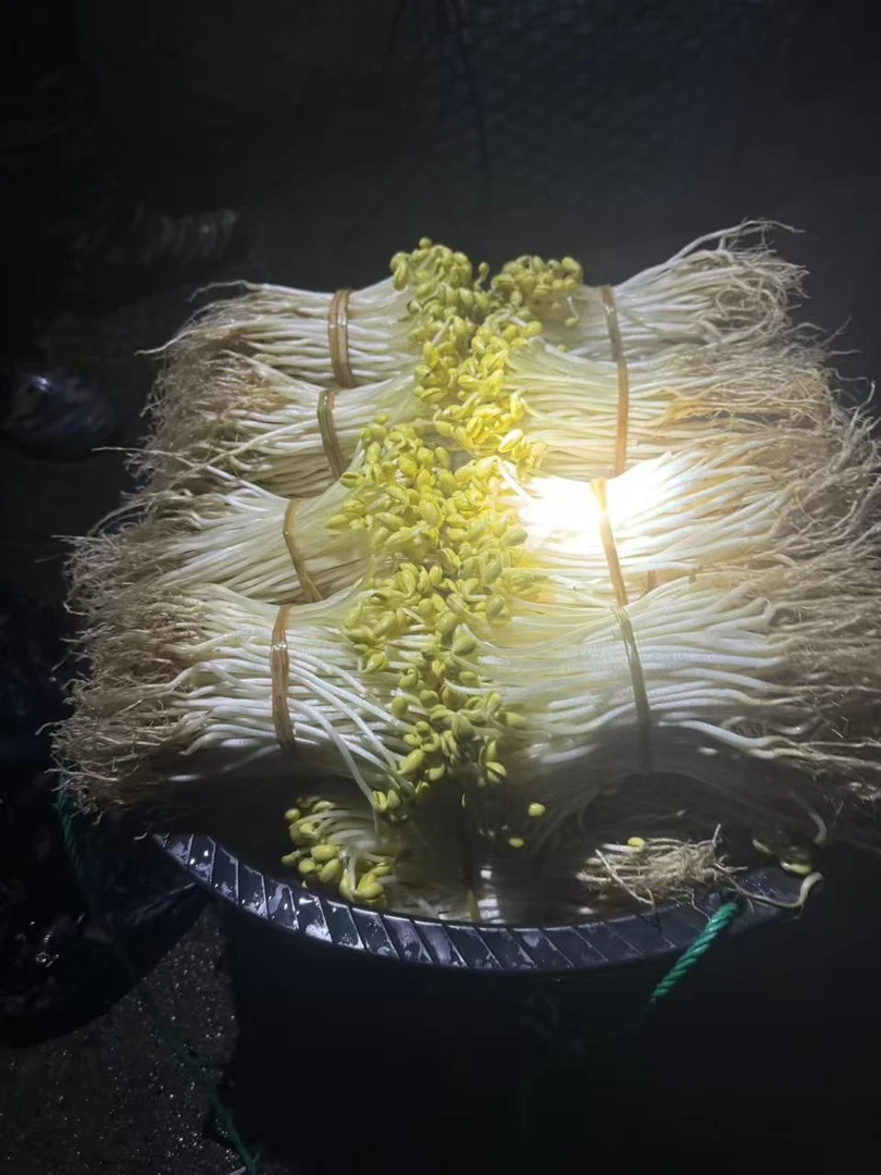 种在沙地里的有根黄豆芽