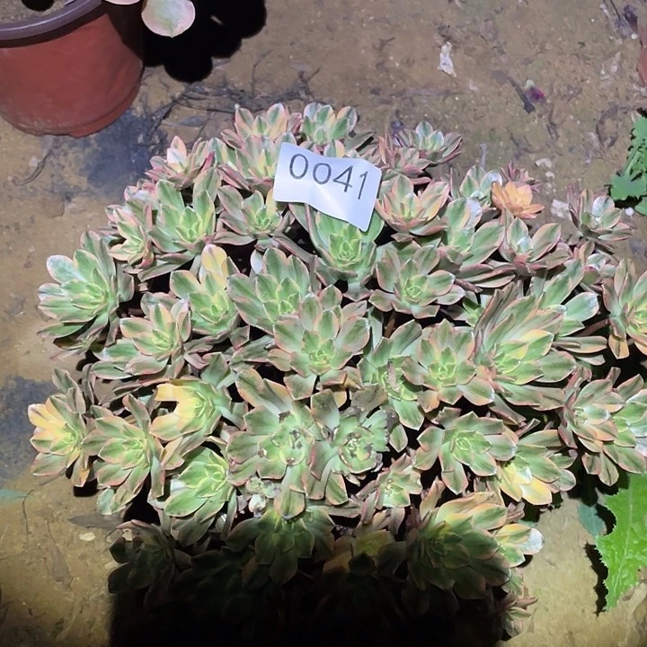 多肉植物法师41甜茶