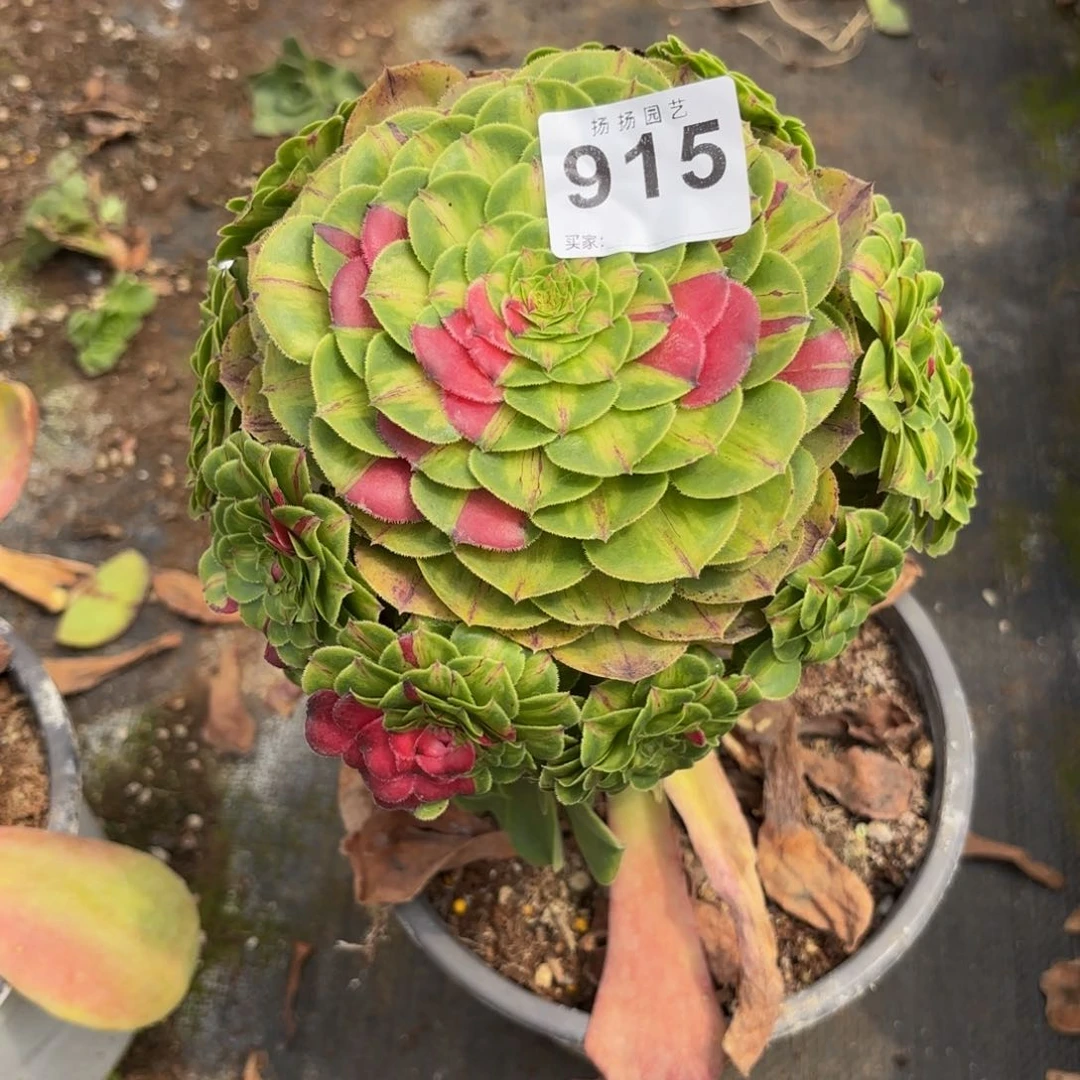 ****月无花朵915多肉法师发货