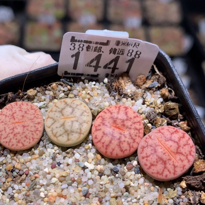 zzz精品生石花1441