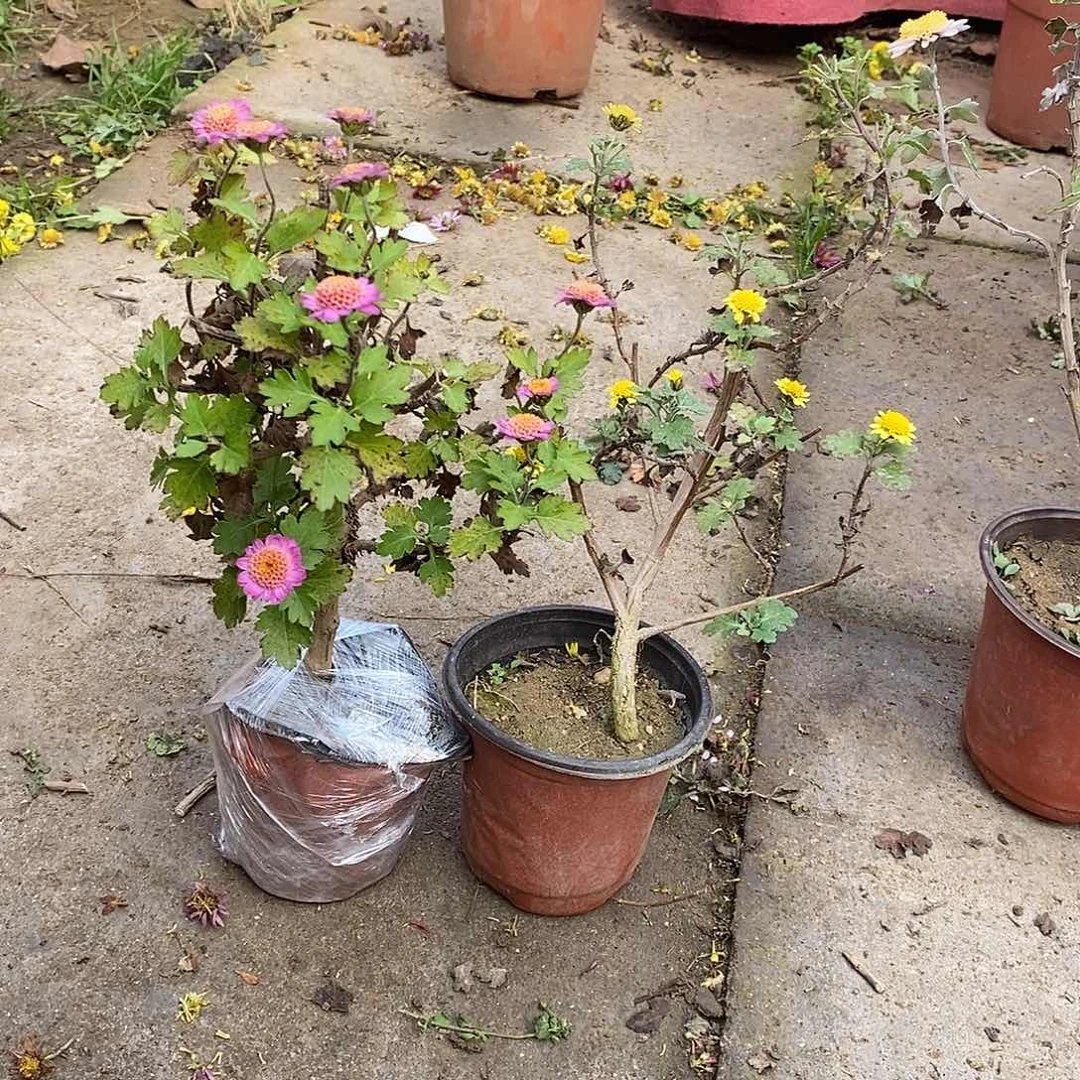 陳***森完全开放菊花菊花