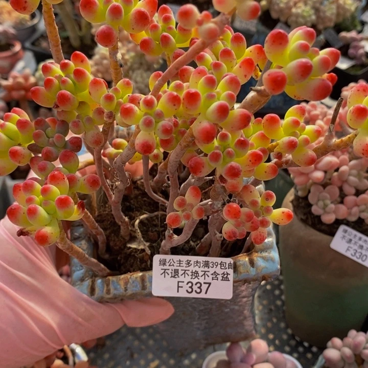 向*葵乙女心散拼337多肉植物