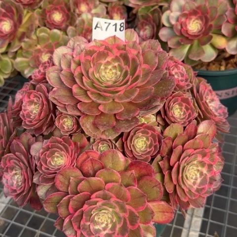 718粉花妖28厘米左右