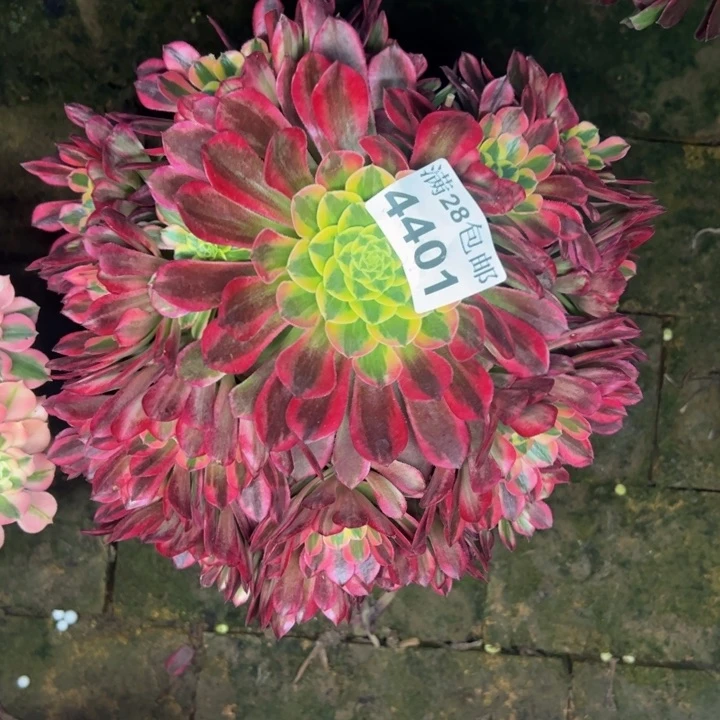 4401朝霞多肉植物