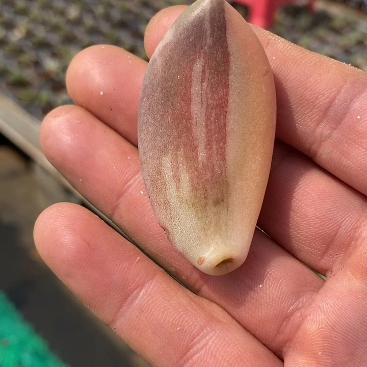 ?*紫丽殿锦叶片多肉锦