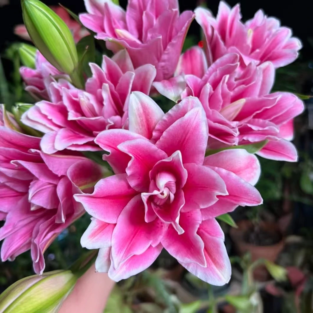 【西亚拉重瓣】粉色重瓣香水百合鲜花清香淡雅适合居家水养插花