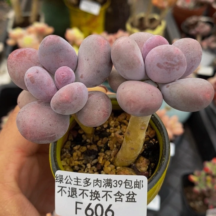 彩虹奶6cm606多肉植物