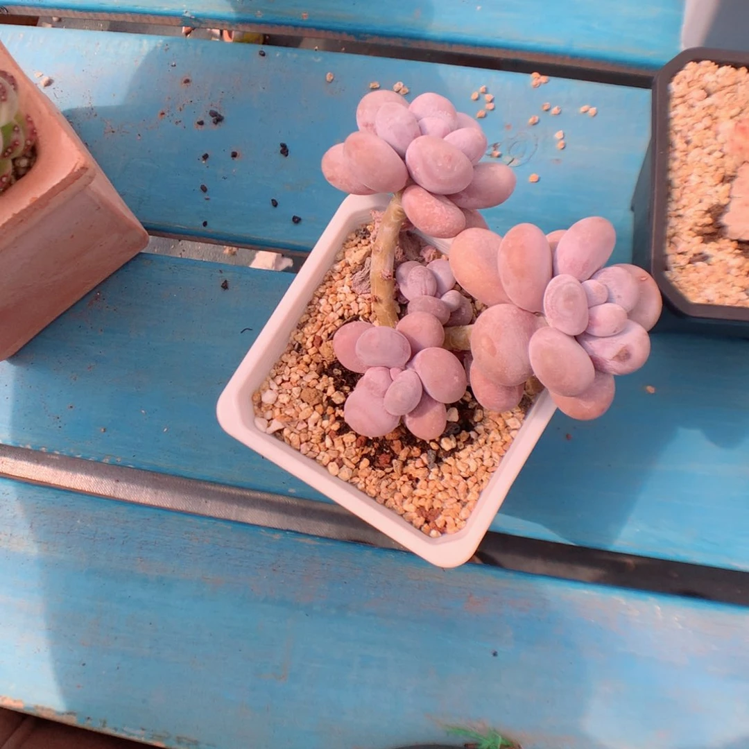 多肉植物。 奶酪91