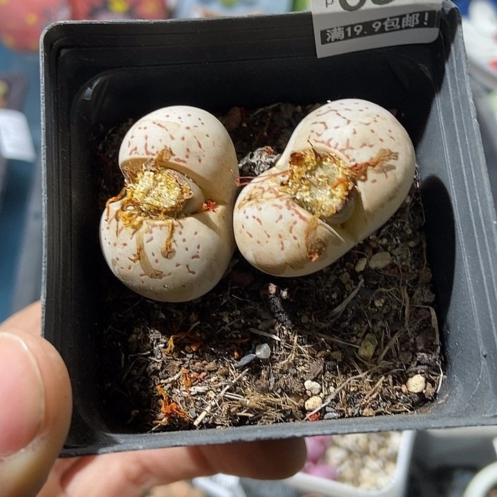 57大舅生石灰尘吧