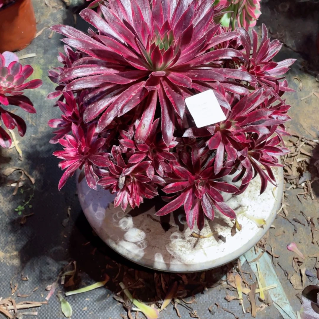 多肉植物孔雀锦161