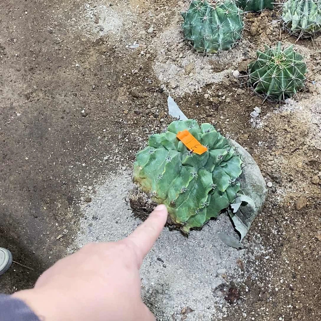 蔡***强0009000000000000000