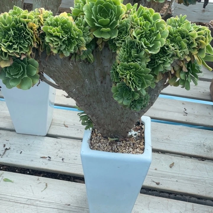 多肉的大肉都要长胖一点呀