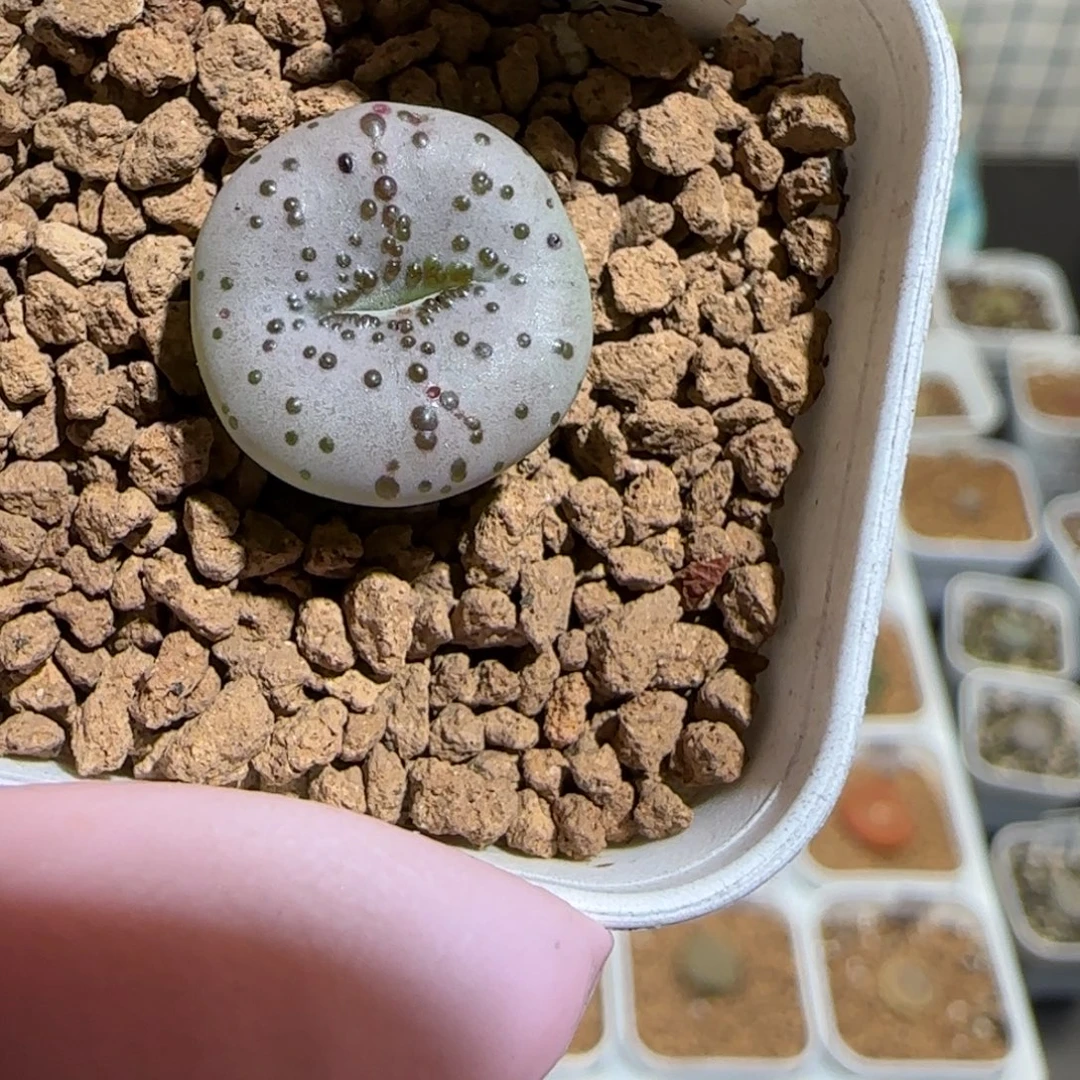 菜***姐肉锥多肉植物组合-火龙果653