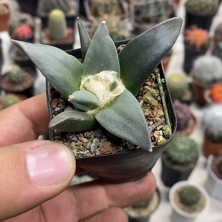 实生岩牡丹特价福利