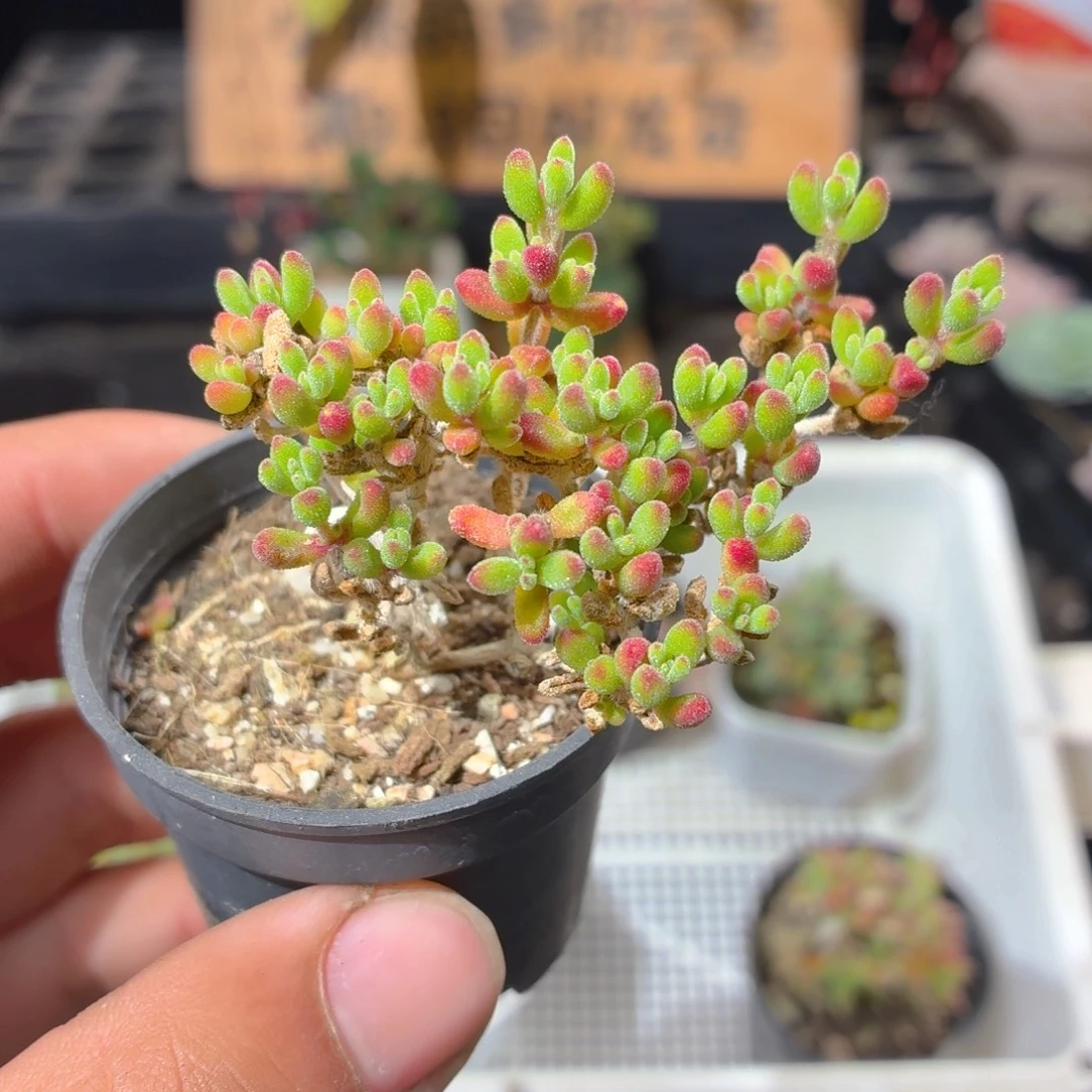 红宝石枝干多肉9.9包邮发货