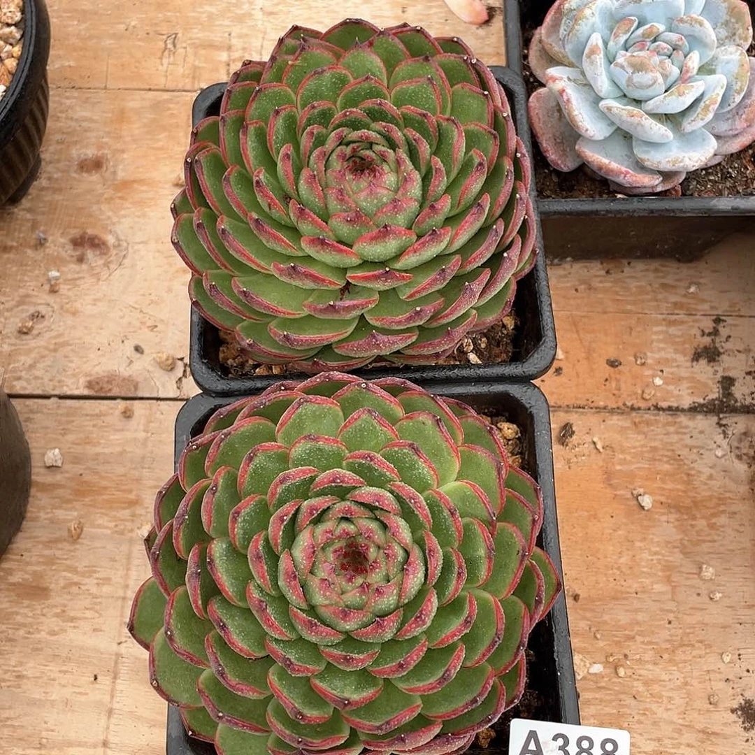 388多肉植物多肉植物