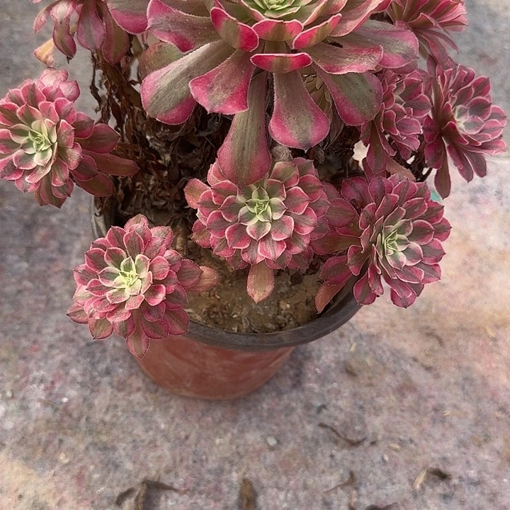 0859红铜超白多肉植物