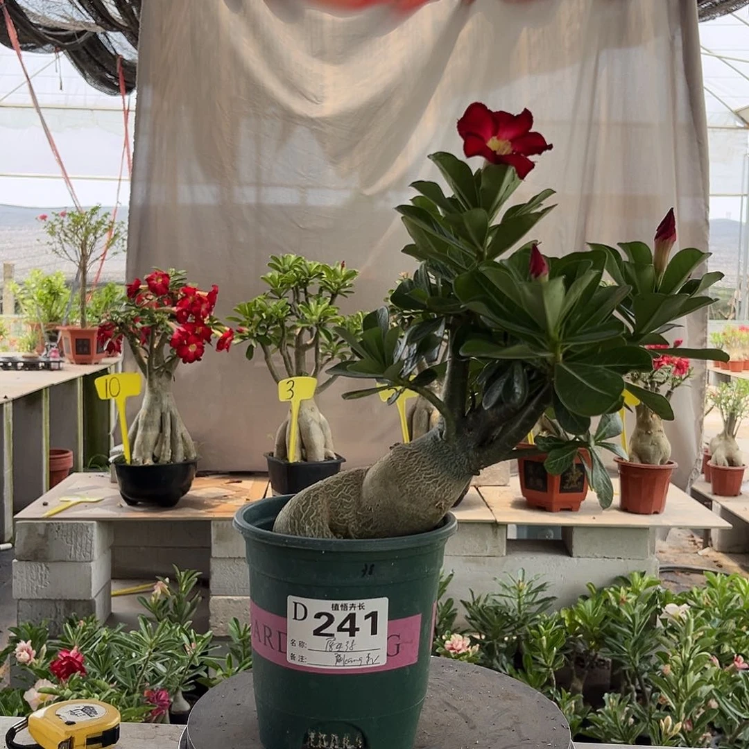 完全开放241原生单瓣原盆土