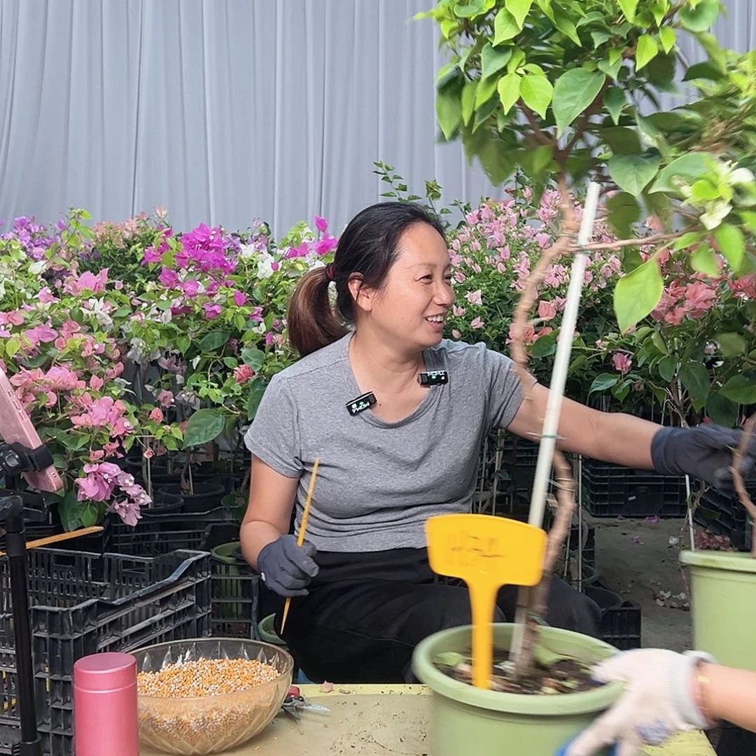 第***E当前无花栽培后可以开花H34白狐狸