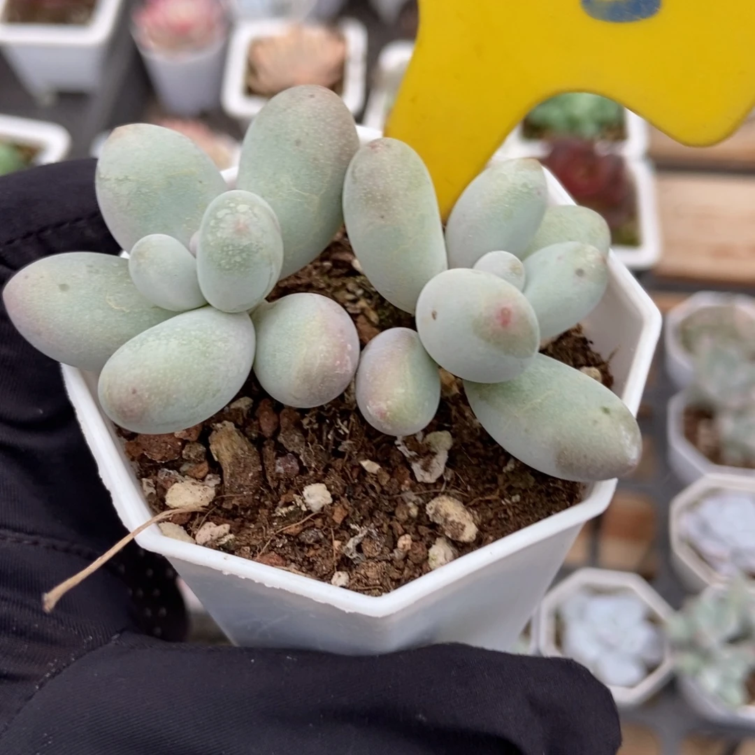 715蛋黄奶多肉植物