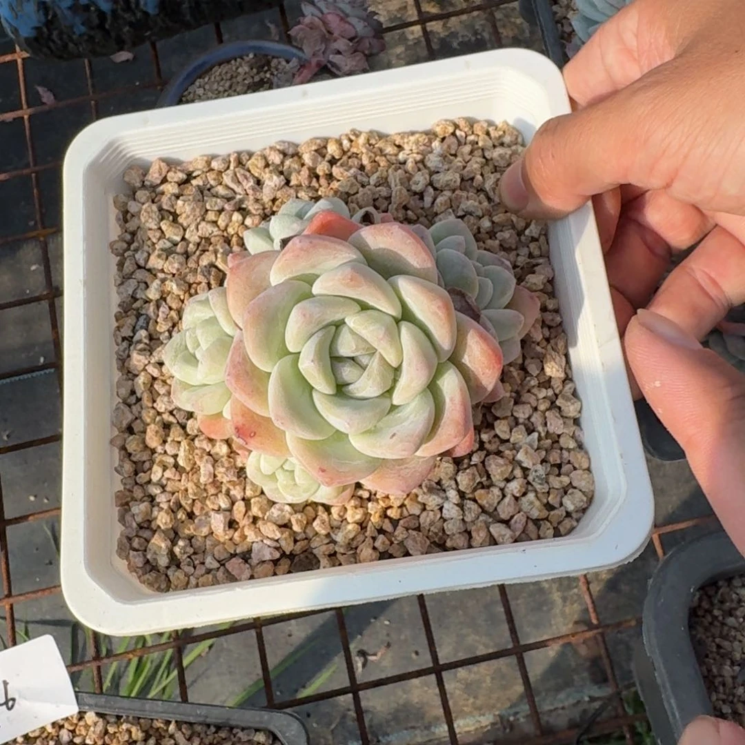 017号冰玉群多肉