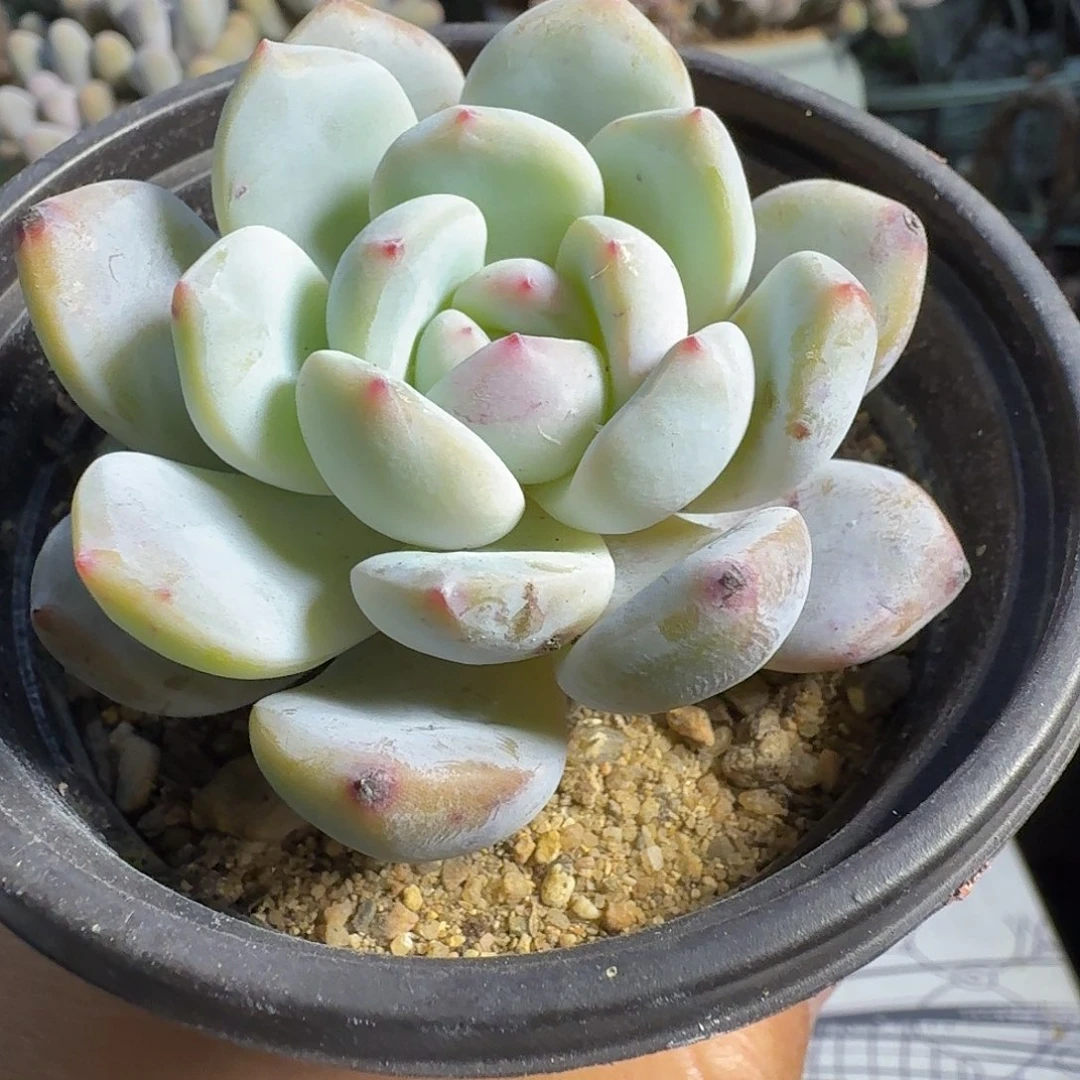 926单头雪天使满20包邮