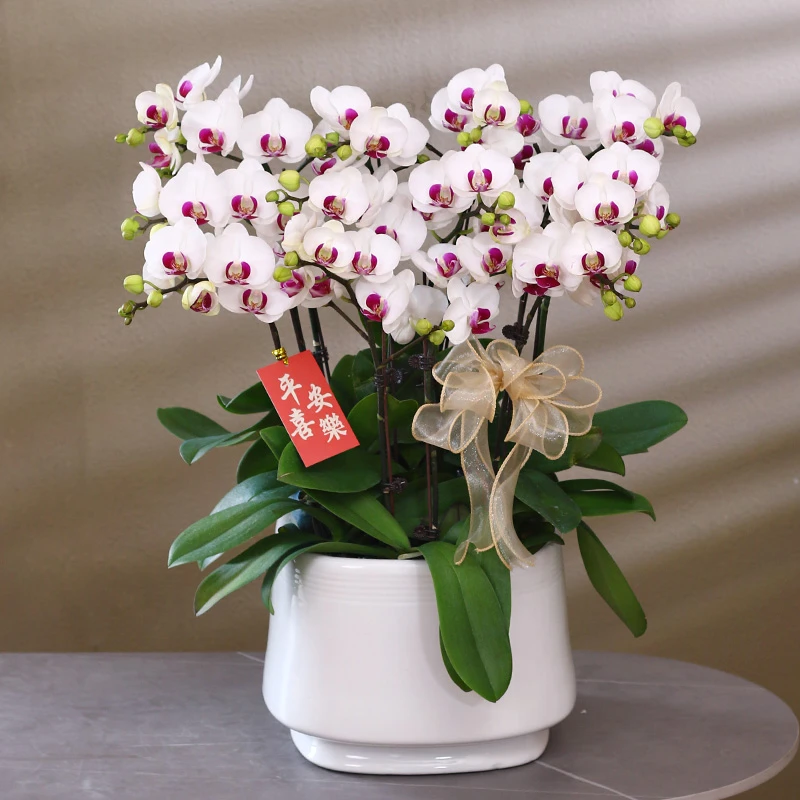 蝴蝶兰【雪域】带花带盆组好伴手礼送礼茶桌婚礼工位美化装饰