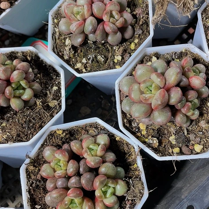 八角盆葡萄群带盆土