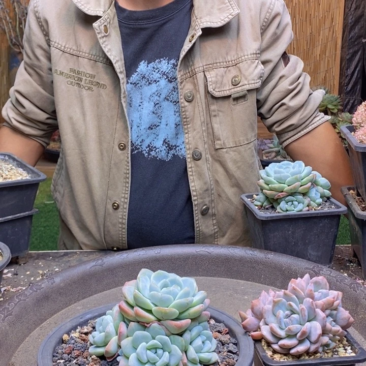 植***筑221号冰玉多肉植物